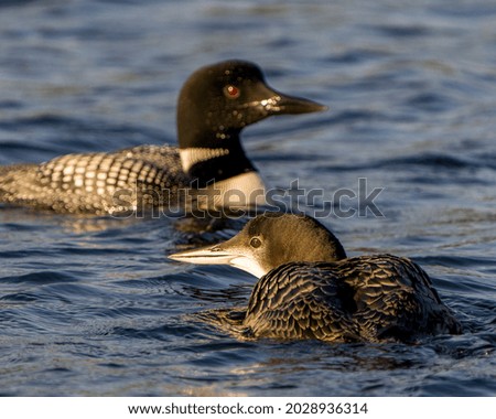 Common Loon and young loon close-up profile view swimming in ripple water in their environment and habitat. Loon Picture. Portrait.
