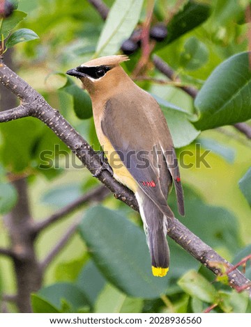 Cedar Waxwing perched on a fruit tree branch with rear view with a blur green leaves background in its environment and habitat surrounding. Royalty-Free Stock Photo #2028936560