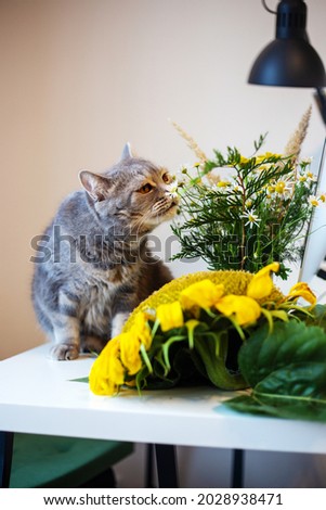 Funny fluffy cat and sunflower. Photo with an autumn mood.