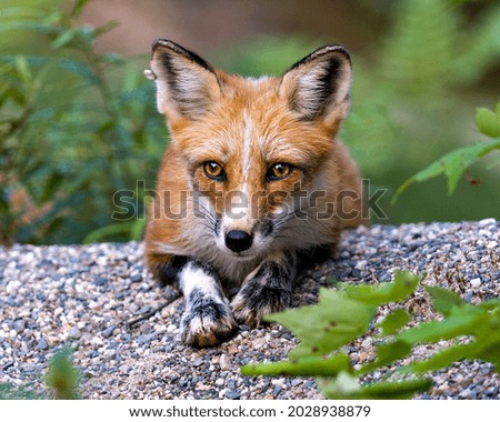 Red Fox resting on gravel and looking at camera with a blur foliage background in its environment and habitat surrounding. Head shot. Fox Image. 