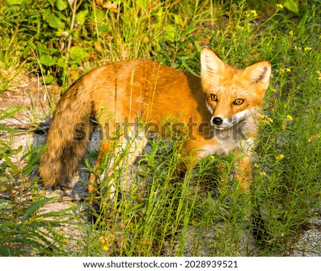 Red Fox basking in the last rays of the setting evening sun in its environment and habitat surrounding with a foliage background and foreground. 