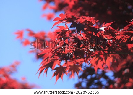 Red maple leaves in an autumn garden in Japan