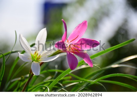 White and pink summer saffron flower (Zephyranthes grandiflora) Royalty-Free Stock Photo #2028962894