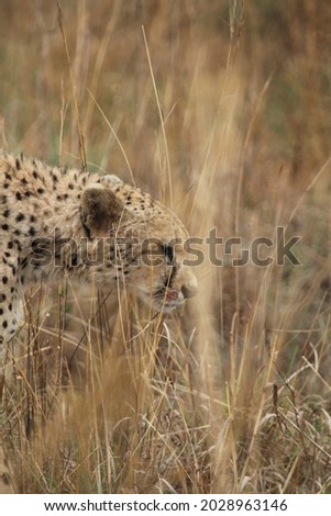 Cheetah stalks prey through tall grass