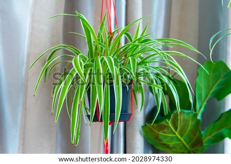 Chlorophytum comosum, Spider plant in white hanging pot  basket, Air purifying plants for home, Indoor houseplant, Houseplants With Health Benefits concept Royalty-Free Stock Photo #2028974330