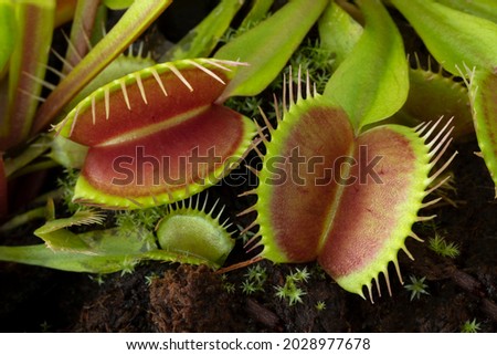 Leaves of the Venus flytrap, Dionaea muscipula, subtropical carnivorous plant close up Royalty-Free Stock Photo #2028977678