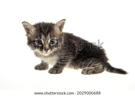 Small cute helpless kitty cat doing meow sitting in hat, cat at white background for design, pretty home pet, little pet, ats expression, emotional pic photo kitty, white and gray kitties
