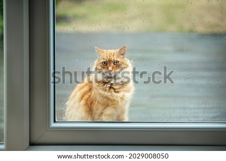 Cat waiting by a patio door on a rainy day.