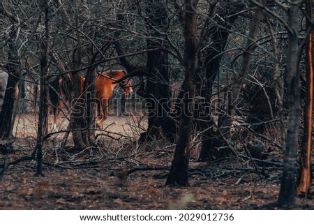 Horses in a forest setting