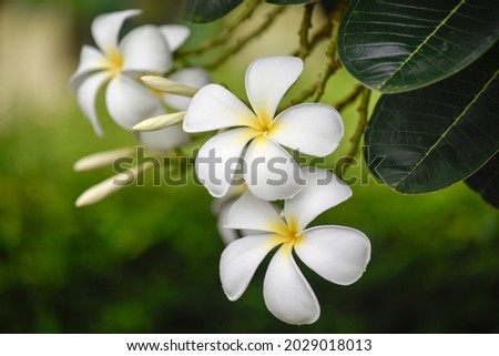Plumeria is a perennial flowering plant in the Pantip family or the Frangipani family. (Apocynaceae)
It is the national flower of Laos. Royalty-Free Stock Photo #2029018013