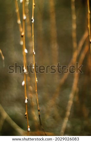Nature background in early spring or autumn, cold weather in botanical garden.