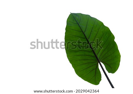 Green leaves isolated on white background