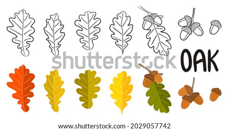 Set of hand drawn oak leaves and acorns. Color and outline isolated pictures. A branch with acorns and autumn foliage. Vector illustration for seasonal decoration or coloring