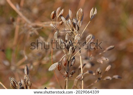 Caraway (Carum carvi) plant and seeds, fresh plant of ripe cumin on natural background. Caraway field. Ready for harvest. Royalty-Free Stock Photo #2029064339