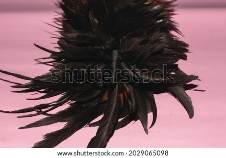 close up of feather duster fluffy black isolated on pink background.