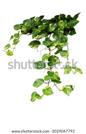 Heart shaped green variegated leave hanging vine plant bush of devil’s ivy or golden pothos (Epipremnum aureum) popular foliage tropical houseplant isolated on white with clipping path. Royalty-Free Stock Photo #2029067792