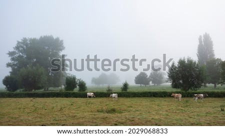 spotted cows in misty morning meadow with hedges and trees near river seine in northern france