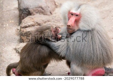 Baboon fight on soft background