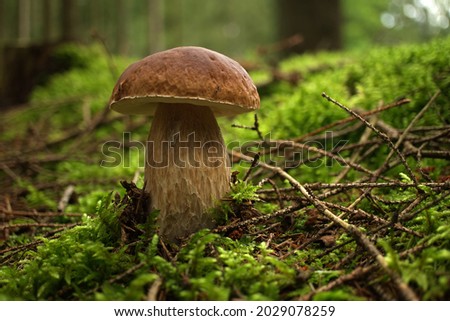 Cep or Boletus Mushroom growing on lush green moss in a forest, low angle view (Boletus edulis) Royalty-Free Stock Photo #2029078259