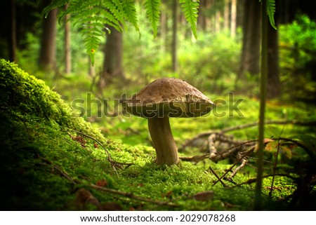 Low angle view of a Cep or Boletus Mushroom growing on lush green moss in a forest Royalty-Free Stock Photo #2029078268