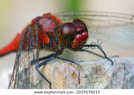 Frontal closeup of the ruby red darter, Sympetrum sanguineum in the garden Royalty-Free Stock Photo #2029078619