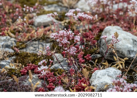 A close-up picture of red and pink flowers at a moor. Picture from a Baltic island