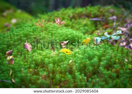 Swamps nature - moss and other plants