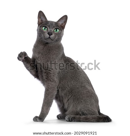 Young silver tipped Korat cat, sitting up side ways. Looking towards camera with bright green eyes. One paw in air like chinese lucky cat. Isolated on a white background. Royalty-Free Stock Photo #2029091921