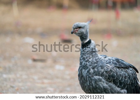 The southern screamer (Chauna torquata), also known as the crested screamer, belongs to the order Anseriformes. It is found in southeastern Peru, northern Bolivia, Paraguay, southern Brazil, Uruguay.