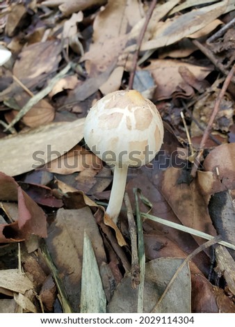 White mushrooms in the rain forest.