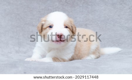 Border collie puppy white and cream sitting on the grey blanket
