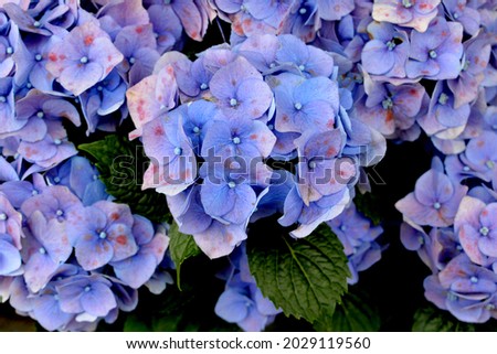 Close-up photo of hydrangea. Blooming summer flower.