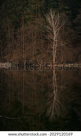 White birch by the water	
