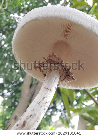 White mushrooms in the rain forest.