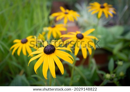 Black-eyed Susan in the garden Royalty-Free Stock Photo #2029148822