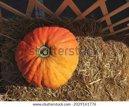 Pumpkin for Halloween on the background of hay in a rustic style. Background for Halloween.