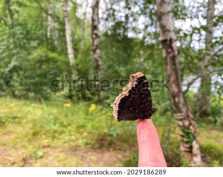Nymphalis antiopa or Nymphalidae. The mourning butterfly sits on a man's finger in nature. Human and insect in unity. Against the background of green trees.