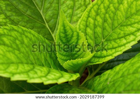 A close-up of the leaves and veins of a green mint leaf
