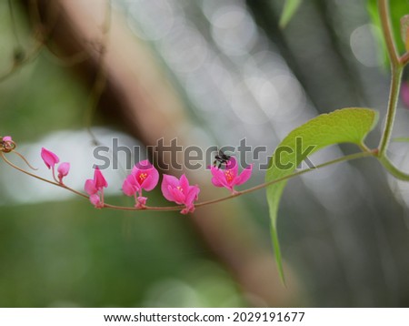 Selective focus Antigonon leptopus pink flower in the garden.