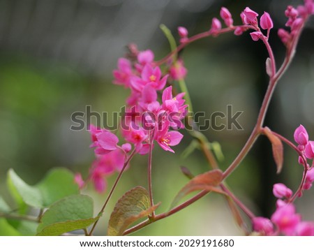 Selective focus Antigonon leptopus pink flower in the garden.