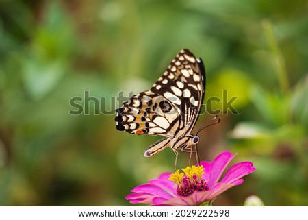 Tropical butterfly on flower, macro shots, butterfly garden