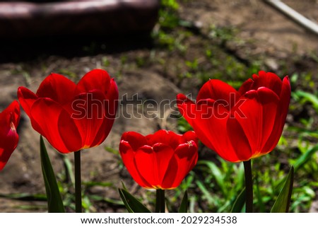 Spring flowers. Red tulips illuminated by the bright spring sun. Shooting outdoors. 