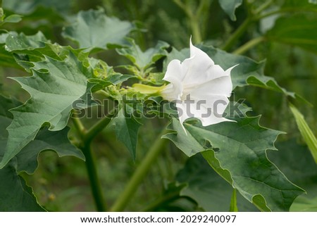 Datura stramonium, thorn apple, jimsonweed white flower in meadow closeup selectiwe focus Royalty-Free Stock Photo #2029240097