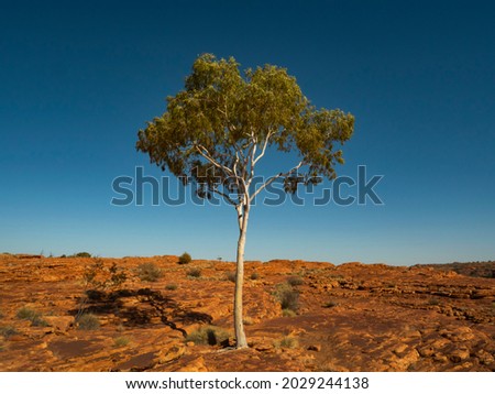 Lone ghost gum tree on a rocky plateau in outback central Australia. Royalty-Free Stock Photo #2029244138