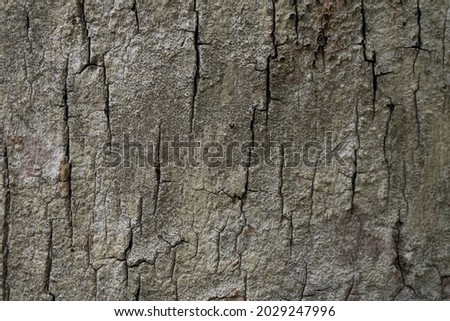 The pattern of the tree bark on the tree