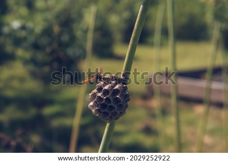 Wasp building a nest close up stock photography. Vespula insect sitting on the vespiary hive and waving wings to cool it down during hot summer day
