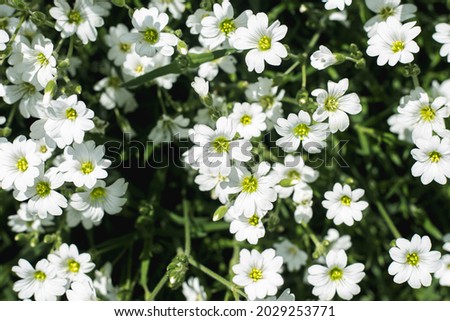 Beautiful white wildflowers on a sunny day. Top view, flat lay. 