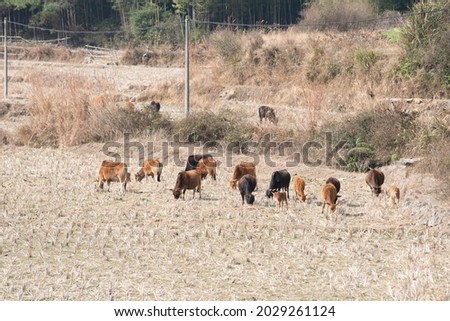 The grass on the grassland is yellow and a herd of cattle are eating grass