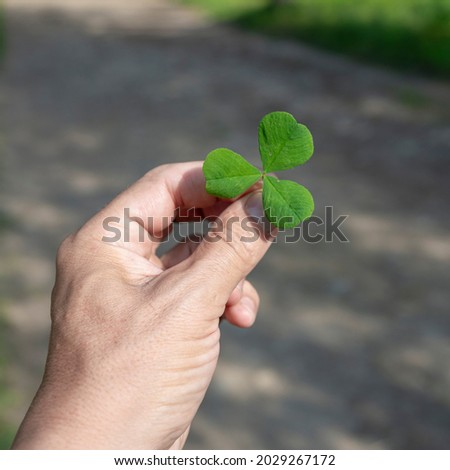Clover leas for Green background with shamrock onhand, Green background with hand holding three-leaved shamrocks.