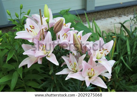 Close photo of a group of large pink lilies with buds blooming among green leaves Royalty-Free Stock Photo #2029275068